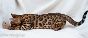 Bengal Katze rosetted